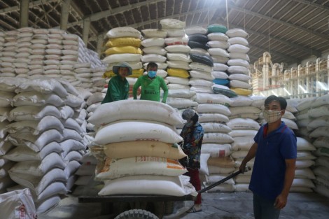 Cần Thơ: Doanh nghiệp xuất khẩu gạo đang có 76.181 tấn tại cảng