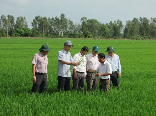 Vĩnh Thạnh ứng phó khô hạn để sản xuất hiệu quả vụ lúa hè thu