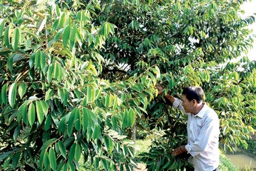 Phong Điền <br> Phát triển kinh tế song hành phòng, chống dịch bệnh