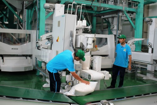 Thương lái nâng giá thu mua lúa hè thu