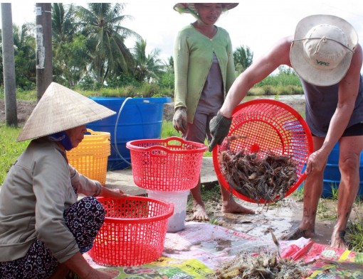 Người dân U Minh Thượng lạc quan vụ tôm trong mùa nắng hạn