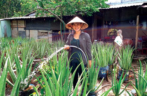 Vợ làm hậu phương