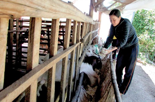 Hỗ trợ hội viên phát triển kinh tế gia đình