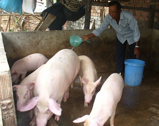 Nỗ lực tái đàn heo