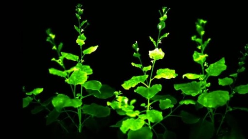 Cây phát sáng lâu dài trong đêm