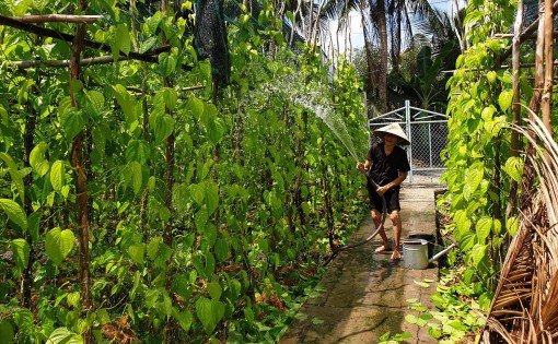 Làng trầu Vị Thủy