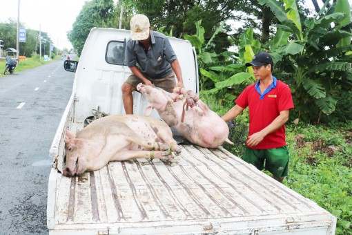 Giá heo hơi giảm

nhưng vẫn còn ở mức cao
