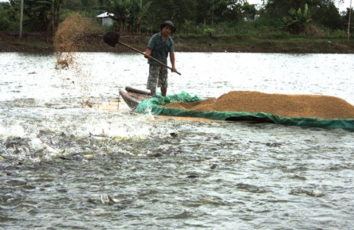 Nuôi trồng, khai thác thủy sản gặp nhiều bất lợi