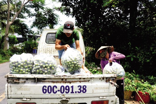 Rộ mùa, giá dâu xanh giảm 50%