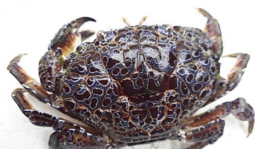 Nguy kịch vì ăn cua lạ