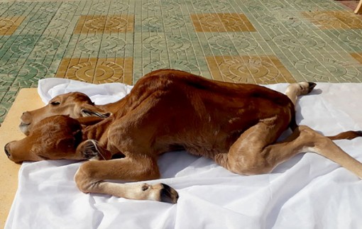 Vận động nhà chùa và người dân mang con bê 2 đầu đi tiêu hủy