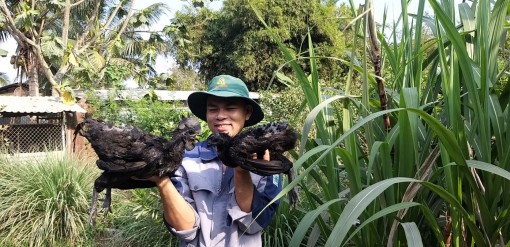 Học thủy sản, khởi nghiệp nuôi gà đen