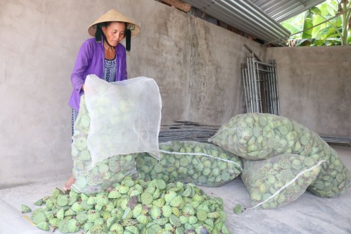 Giá gương sen tăng mạnh