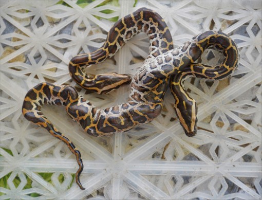 Cà Mau: Kỳ lạ con trăn 2 đầu được chủ nhân bán 19 triệu đồng