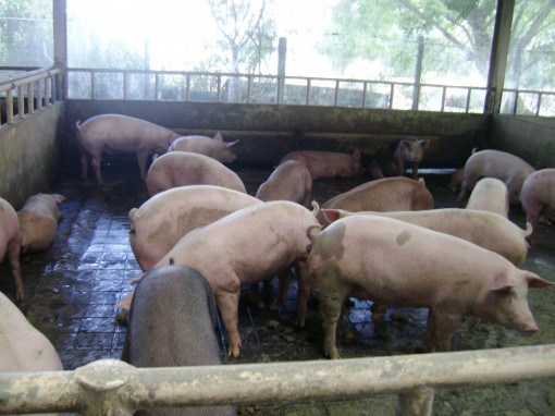 Giá heo hơi cao kỷ lục do bị “làm giá”