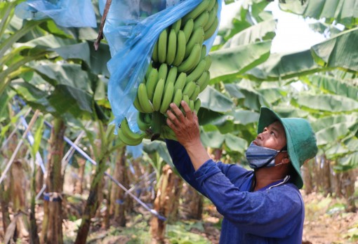 Nông nghiệp An Giang quyết tâm vượt qua thách thức từ đại dịch