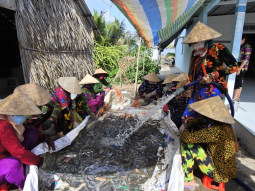 Nhộn nhịp mùa thu hoạch tôm càng xanh