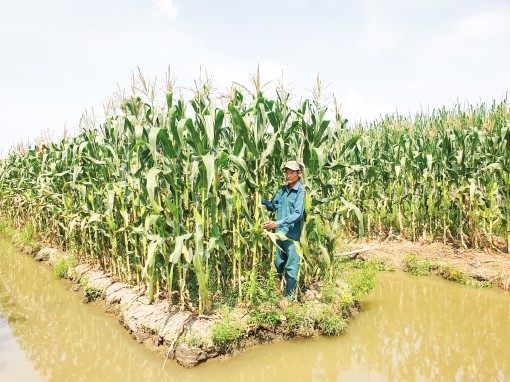 Nông dân miền Tây

quyết tâm bỏ mía?