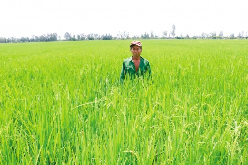 Lúa hè thu nhiễm bệnh vàng lùn-lùn xoắn lá và bị chuột cắn phá
