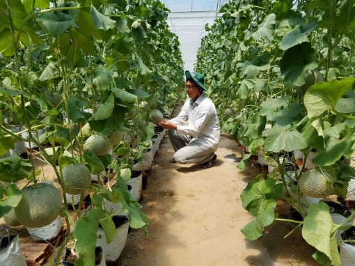 Chuyển đổi cây trồng

thích ứng với biến đổi khí hậu