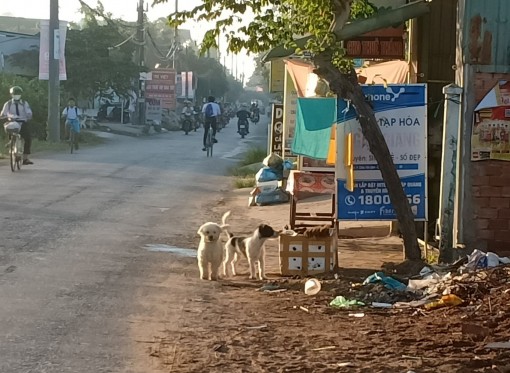 Chó thả rông, nhiều nguy cơ tiềm ẩn!