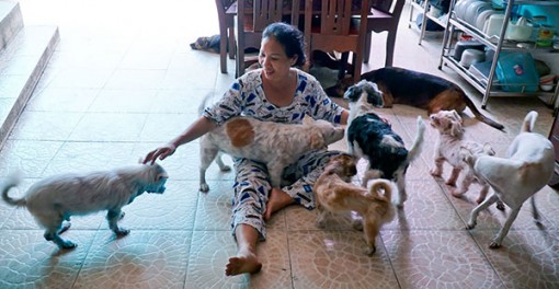 Nơi cưu mang chó bị bỏ rơi