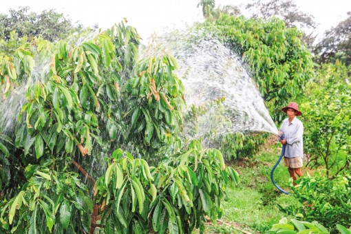 Chăm sóc phục hồi

vườn cây ăn trái sau hạn mặn