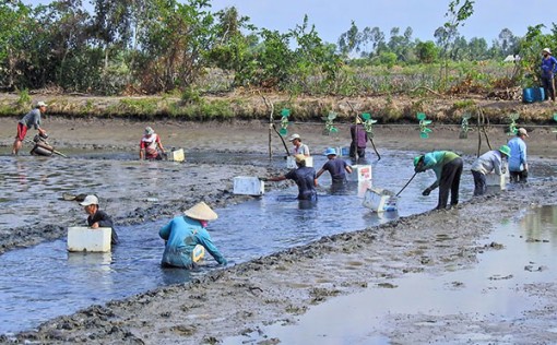 Nghĩa tình ở “vương quốc”  tôm càng xanh