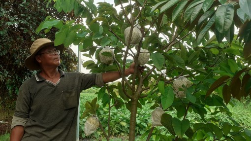 Kiếm tiền triệu mỗi ngày

nhờ trồng mãng cầu dai “khổng lồ”