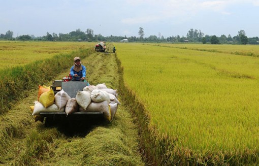 Giá lúa giảm nhẹ trở lại