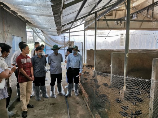 Chủ động phòng, chống dịch bệnh bảo vệ đàn gia súc, gia cầm