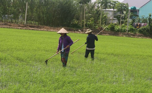 Cần Thơ đã xuống giống gieo trồng 55.130ha lúa Thu Ðông