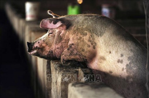 Cảnh báo virus cúm heo mới phát hiện tại Trung Quốc có thể gây đại dịch