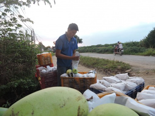 Mô hình trồng cây ăn trái hút lao động