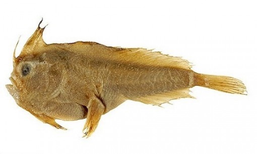 Loài cá biển đầu tiên tuyệt chủng ở thời hiện đại