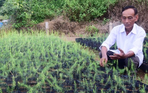 ពូថា​ច់​សុខ​ បង្វែរ​ផ្ទៃ​ដី​ដាំ​អំ​ពៅ​មក​ដាំ​ទំ​ពាំង​បារាំង​