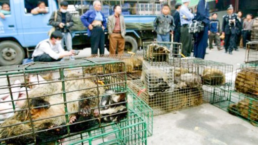 Bảo vệ môi trường

để ngăn chặn đại dịch