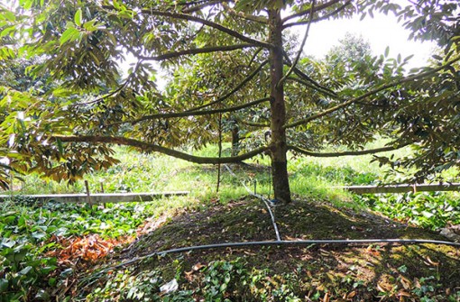 Chuyển giao, ứng dụng khoa học kỹ thuật giảm chi phí sản xuất, tăng lợi nhuận