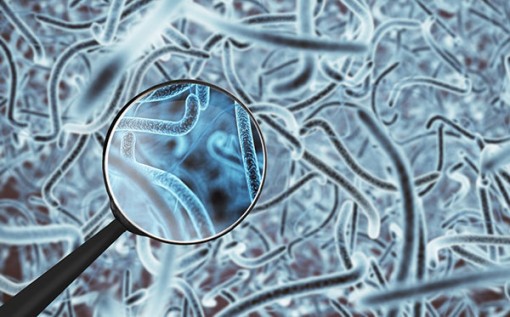 Vi khuẩn đường ruột có thể giúp chẩn đoán tiểu đường