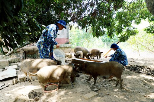 Hiệu quả từ mô hình tăng gia tập trung