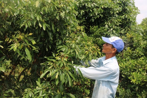 Liên kết sản xuất trái cây chất lượng cao, có thương hiệu