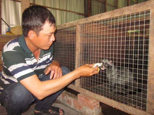 Nuôi chồn hương thêm thu nhập