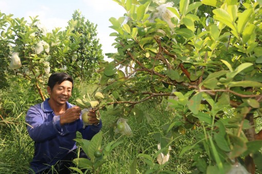 Liên kết sản xuất trái cây an toàn, phục vụ tiêu dùng nội địa và xuất khẩu