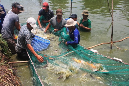 Nâng cao hiệu quả quan trắc môi trường phục vụ nuôi thủy sản