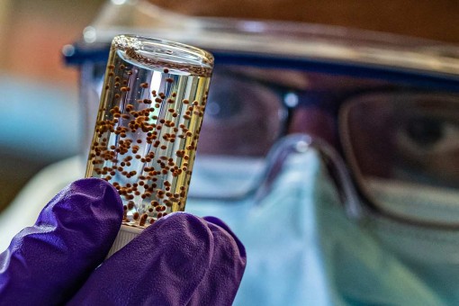 Viên nang chứa tế bào gốc giúp phục hồi tổn thương tim