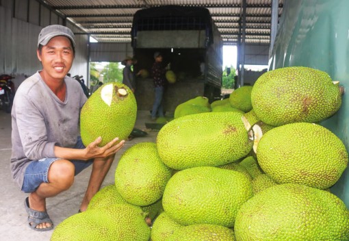 Giá trái mít Thái tăng cao

do nguồn cung hạn chế