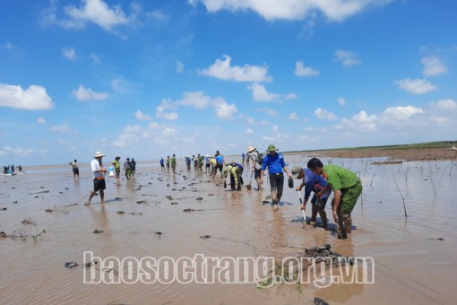 Sóc Trăng: Trồng rừng phòng hộ ven biển nhằm thích ứng biến đổi khí hậu
