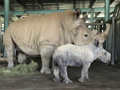 Kỷ lục 4 tê giác con chào đời trong vòng 16 tháng tại Vinpearl Safari