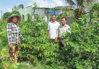 Câu lạc bộ trồng mai vàng Thạnh Lộc