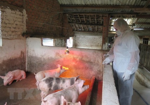 Nguy cơ, rủi ro dịch bệnh cao trên các đối tượng chăn nuôi, thủy sản